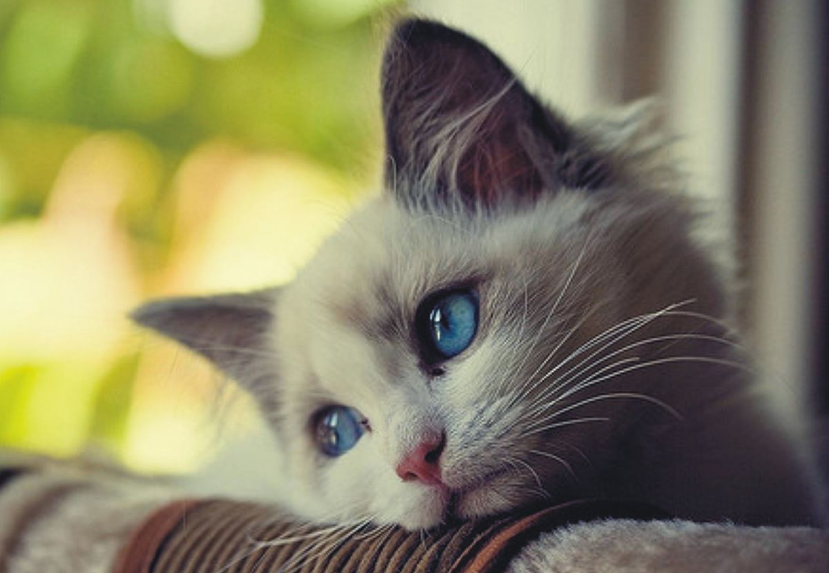 แมวน่ารัก