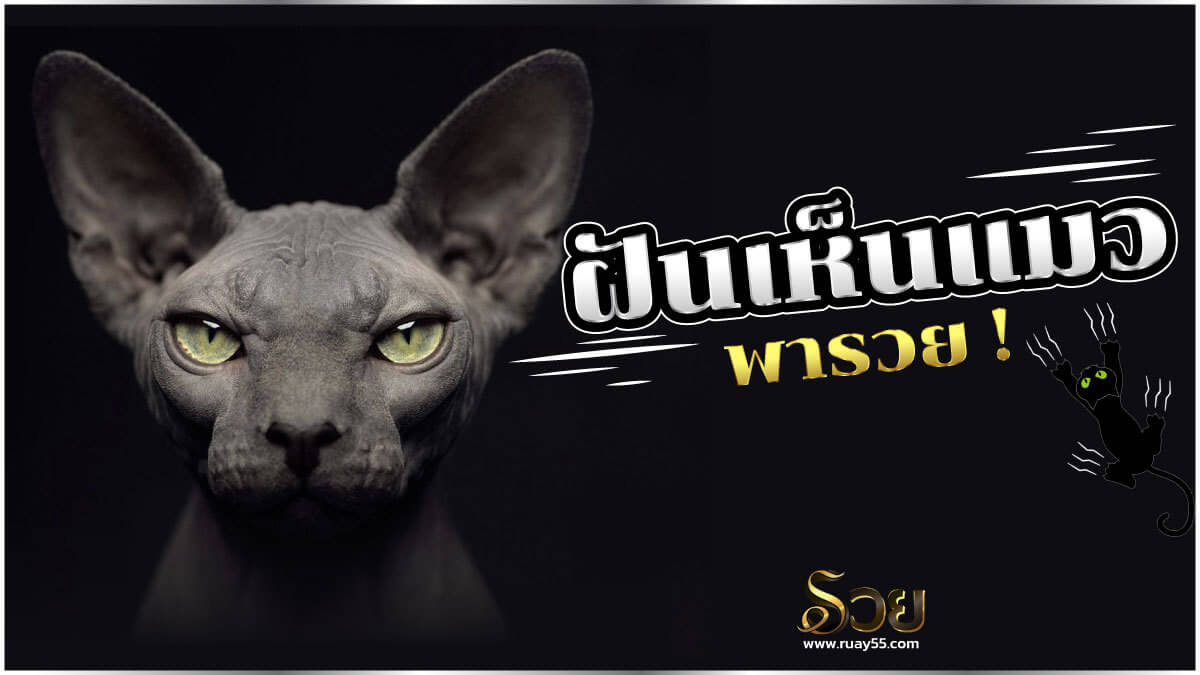 ฝันเห็นแมว