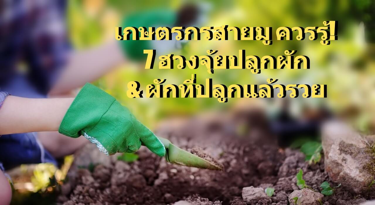 ผักที่ปลูกแล้วรวย