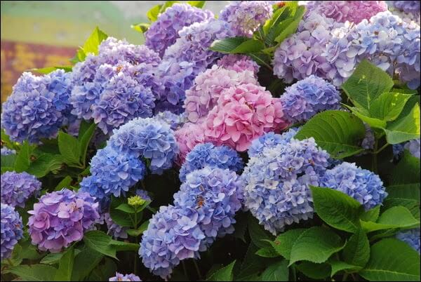 HYDRANGEA