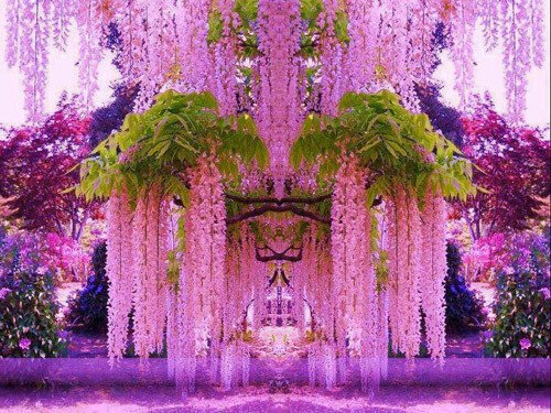 วิสเทอร์เรีย (WISTERIA)