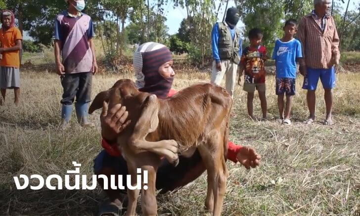 แม่วัว 5 เต้า