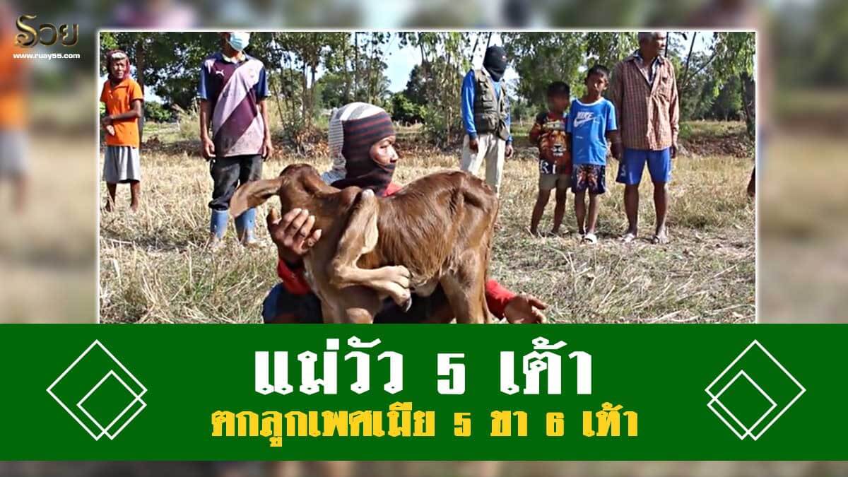 แม่วัว
