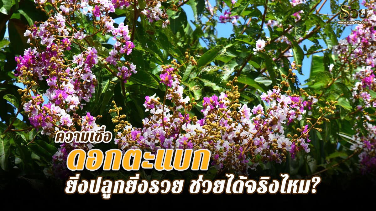 ดอกตะแบก