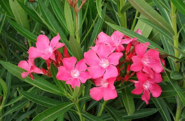 OLEANDER