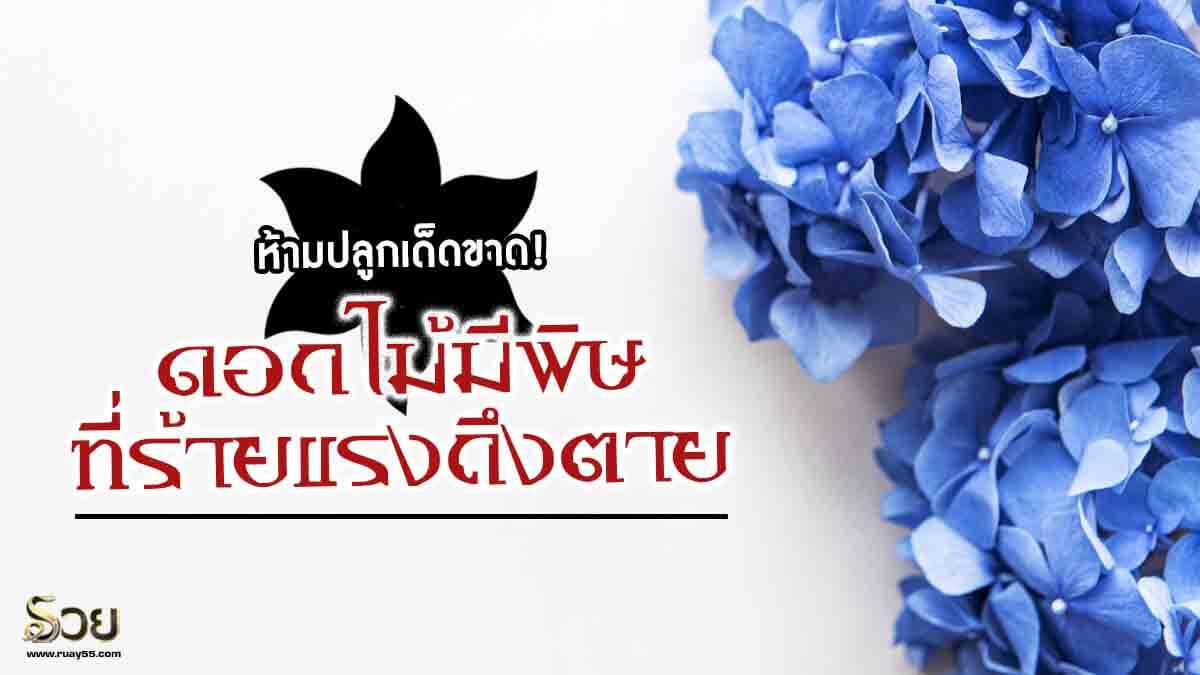 ดอกไม้มีพิษ