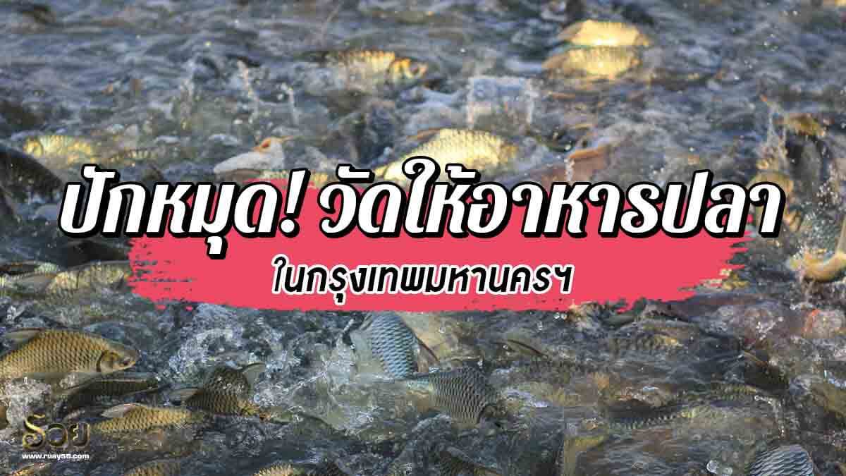 วัดให้อาหารปลา