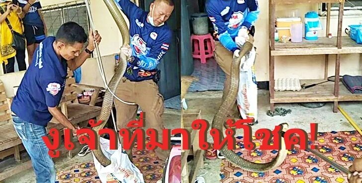 งูเจ้าที่มาให้โชค