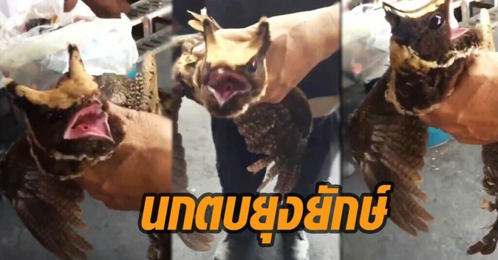  นกแปลก