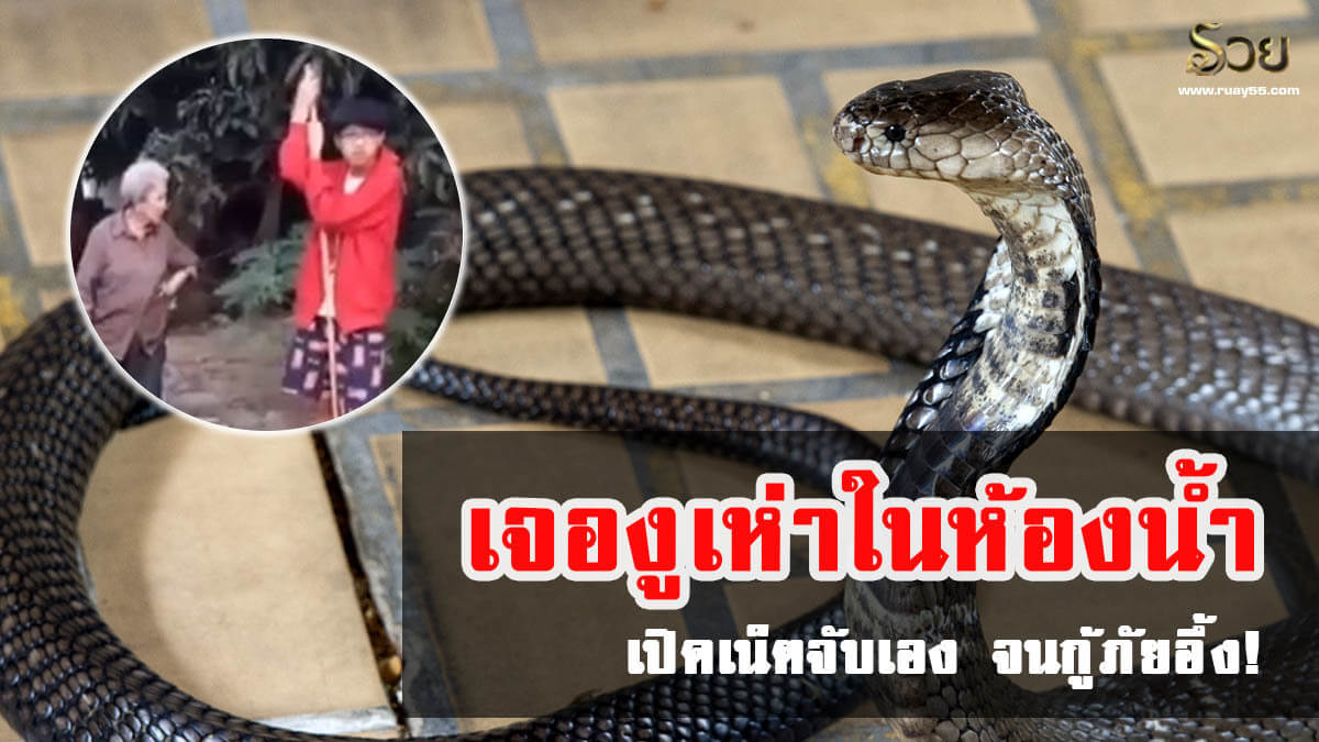 งูเข้าบ้าน