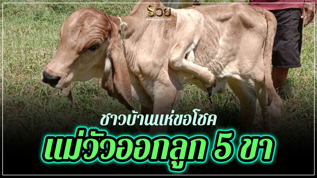 แม่วัวออกลูก 5 ขา