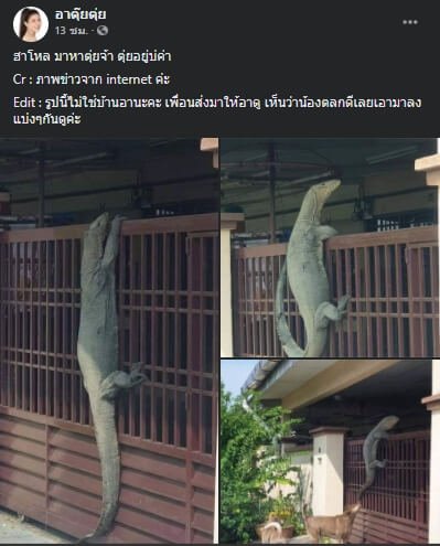 ตัวเงินตัวทองปีนรั้วบ้าน 