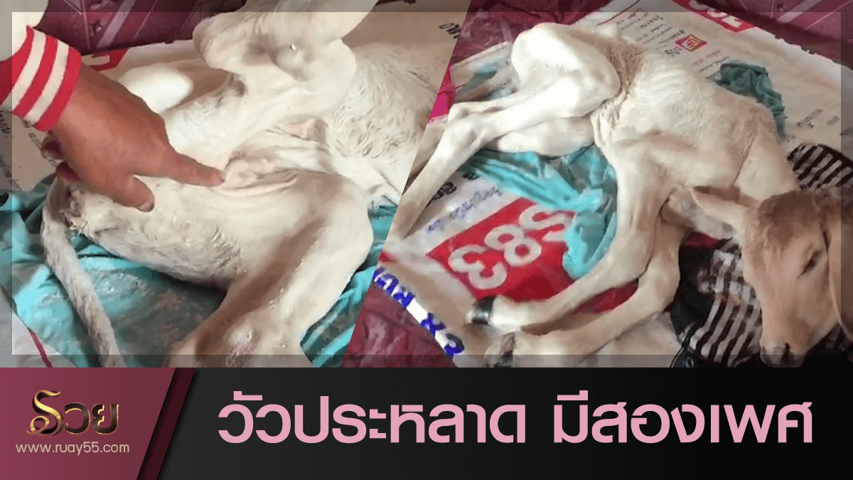 หวยแมลงปอ 16/02/64