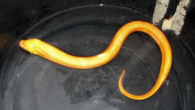 ปลาไหลสีทอง
