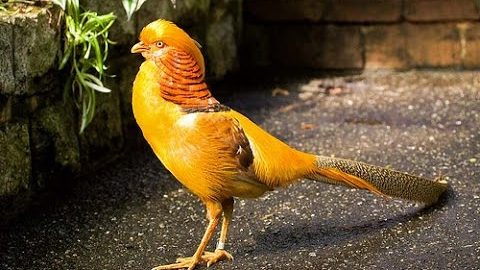 ไก่ฟ้าสีทอง