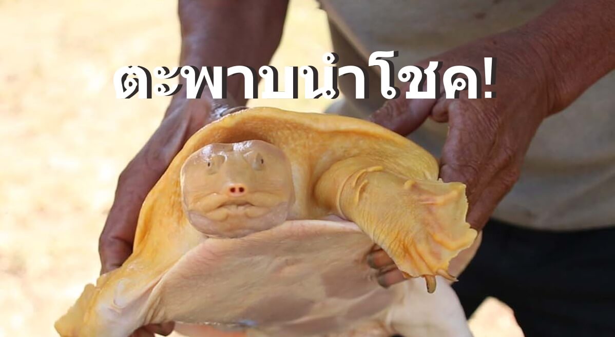 เจ้าเสาร์ทอง