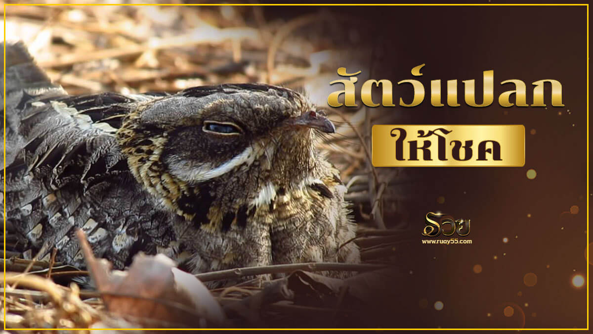 สัตว์แปลก