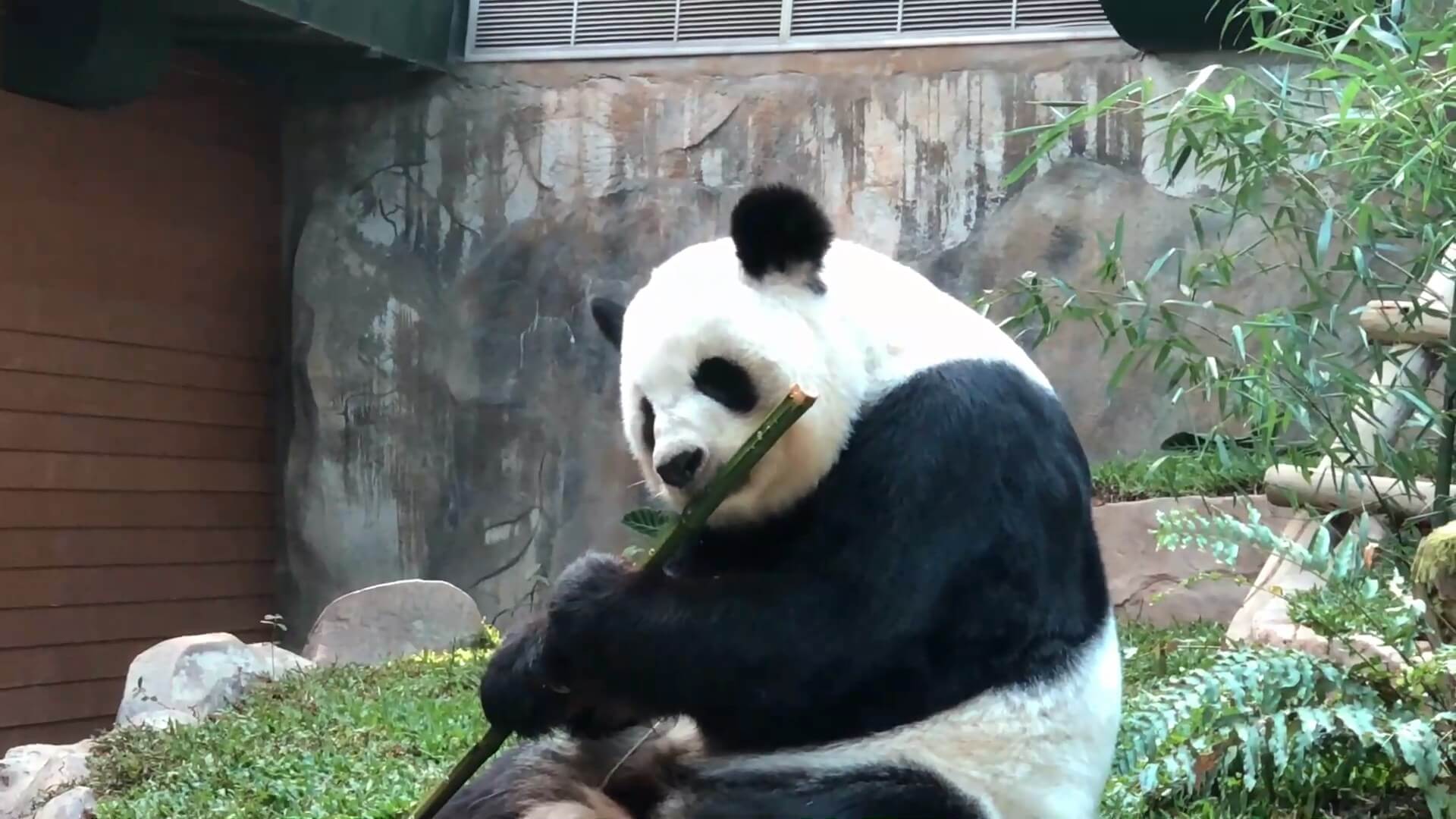 แพนด้า