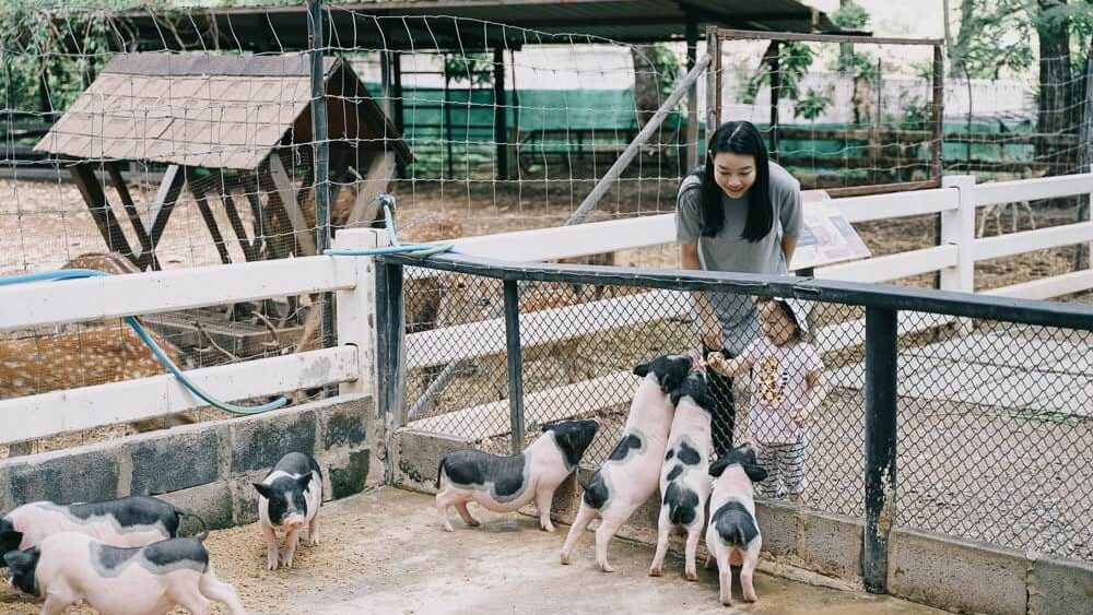 ให้อาหารหมู
