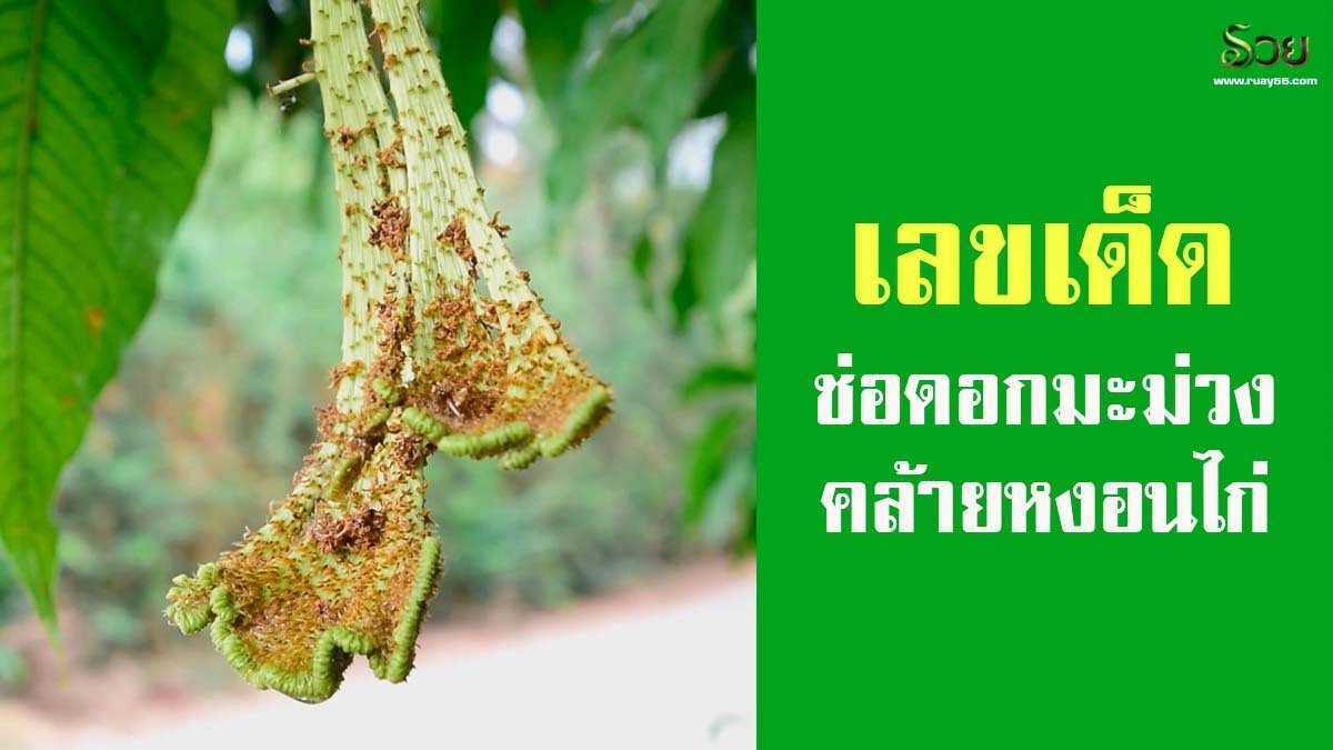 เลขเด็ด ช่อดอกมะม่วงคล้ายหงอนไก่