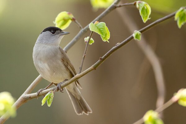 นก