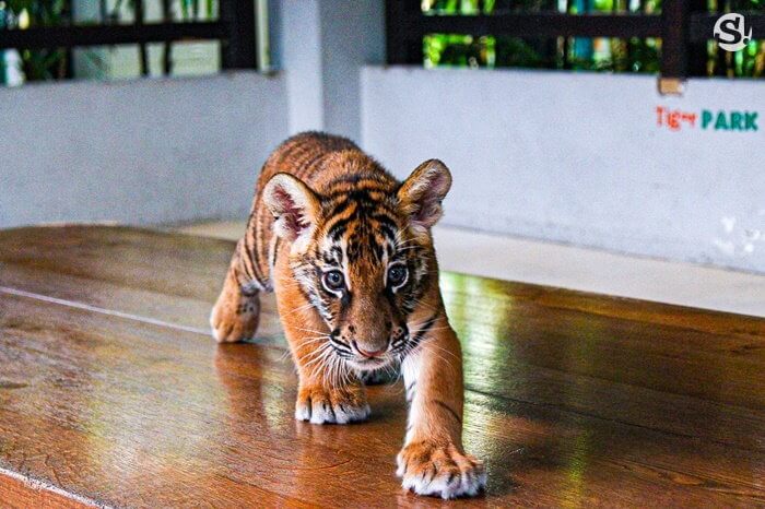 เสือเด็ก