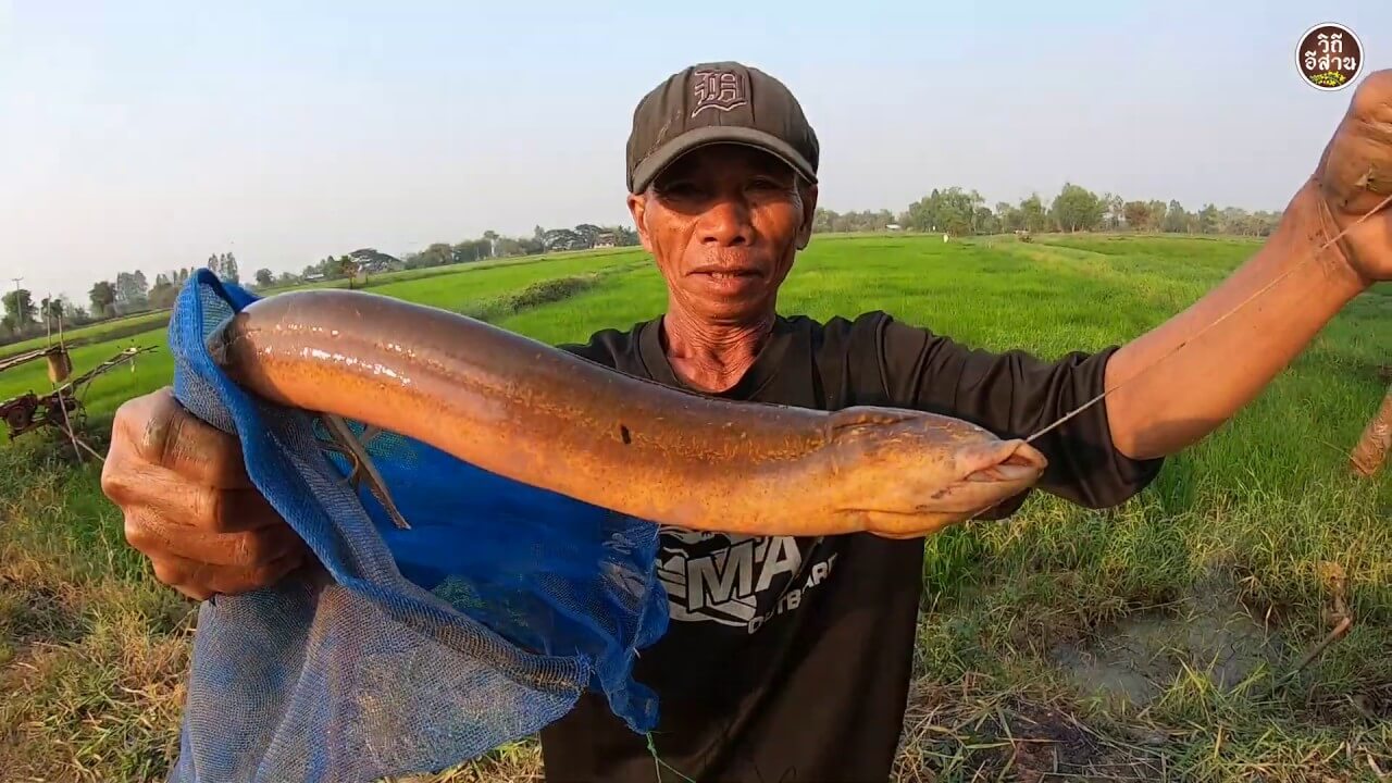 ปลาไหลตัวใหญ่
