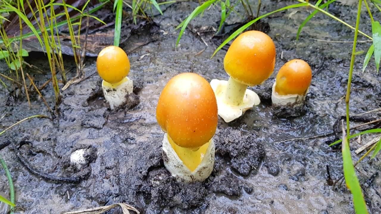 เห็ดระโงก