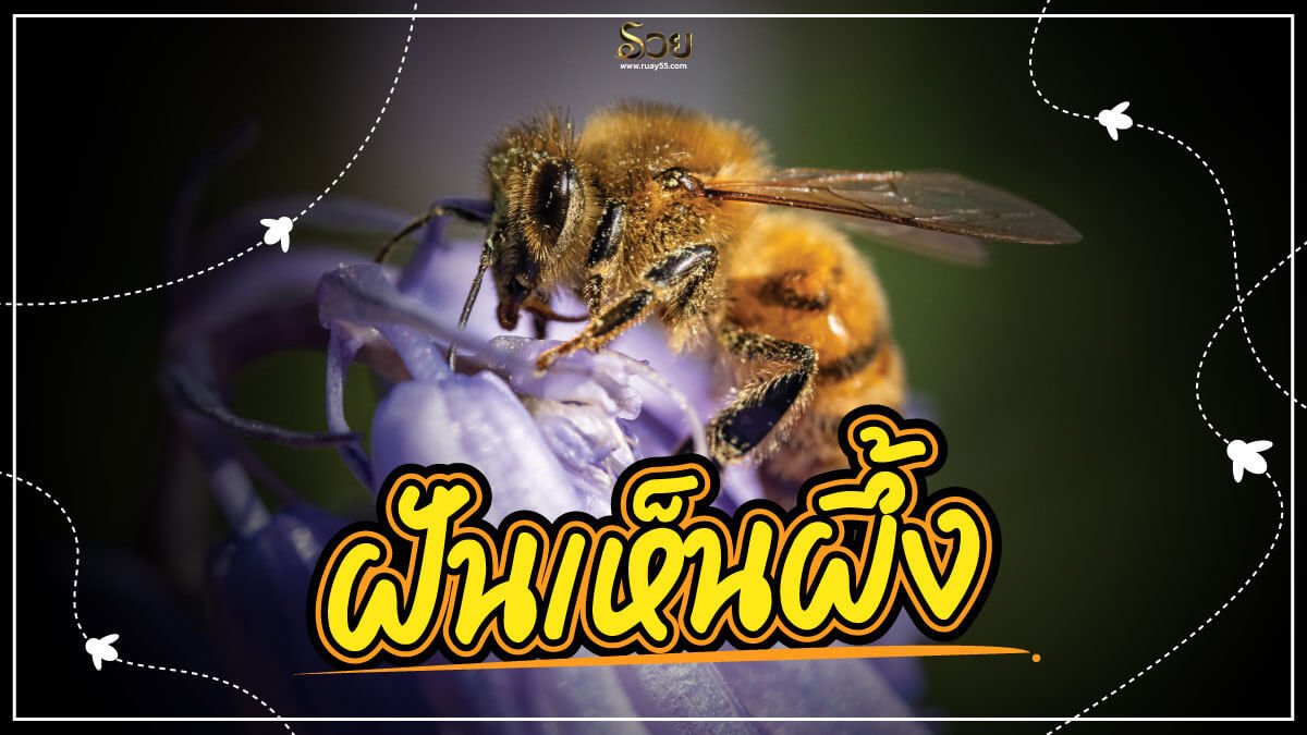 ฝันเห็นผึ้ง