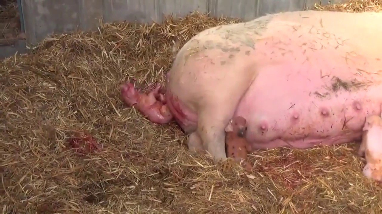 หมูคลอดลูก