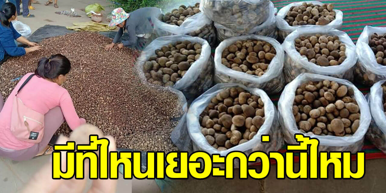 เห็ดจำนวนมาก
