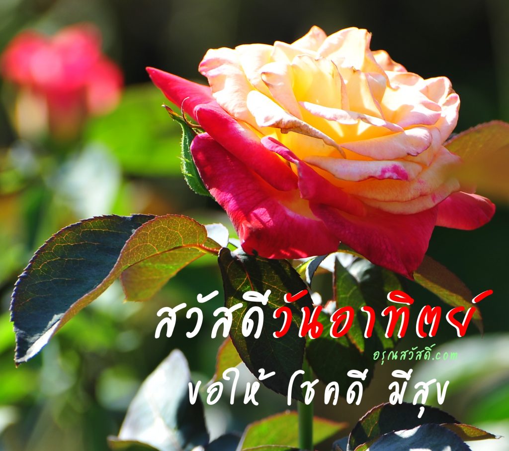 สวัสดีวันอาทิตย์