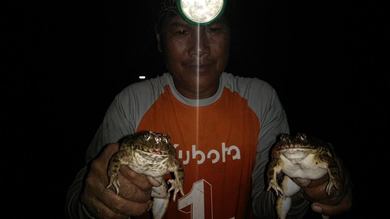 คนจับกบ