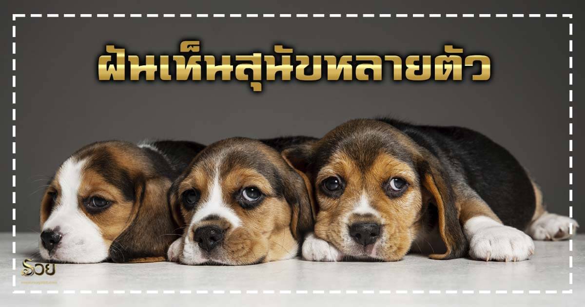 ฝันเห็นสุนัขหลายตัว