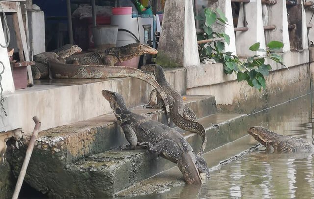ตัวเงินตัวทองเล่นน้ำ