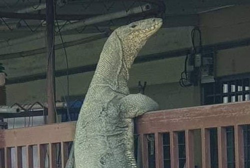 ตัวเงินตัวทองเกาะรั้ว