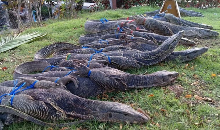 ตัวเงินตัวทองโดนมัด