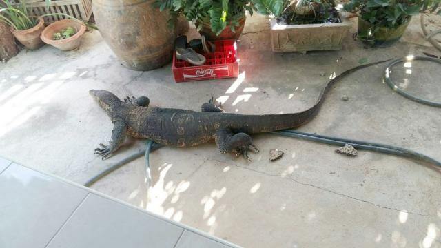 ตัวเงินตัวทองวิ่งเข้าหา