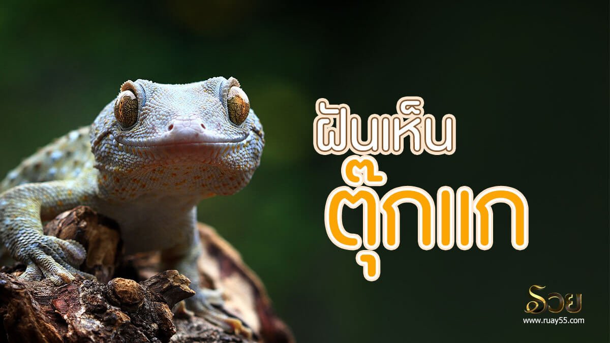 ฝันเห็นตุ๊กแก