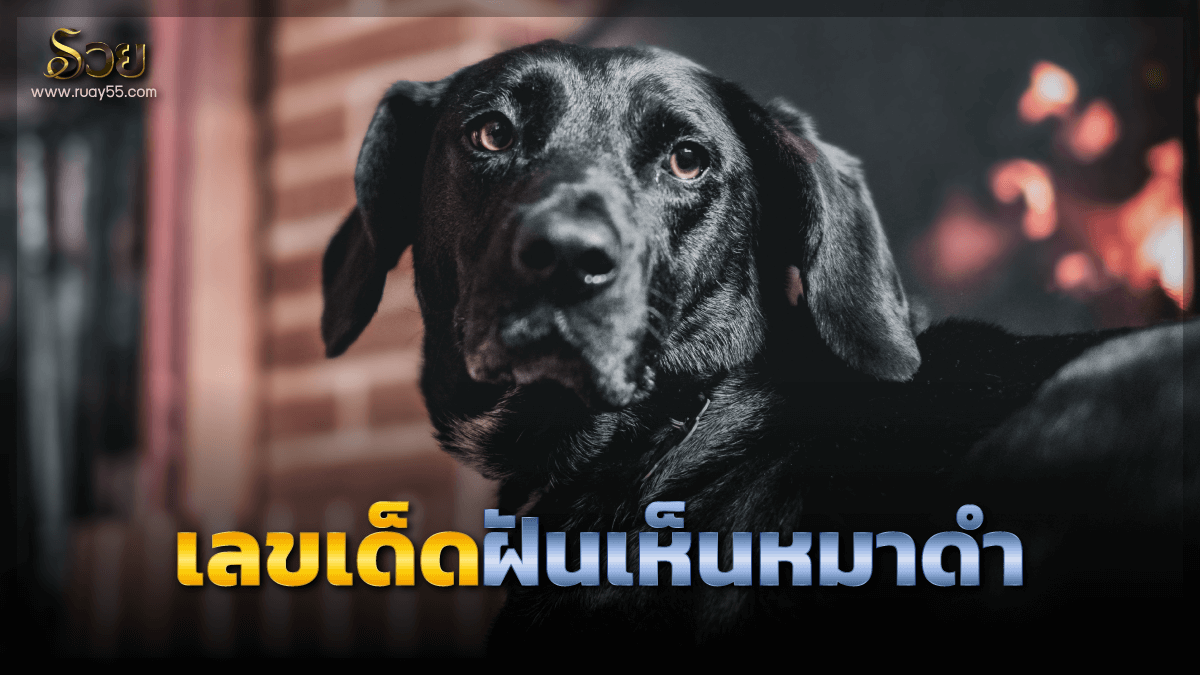 ฝันเห็นหมาดำ