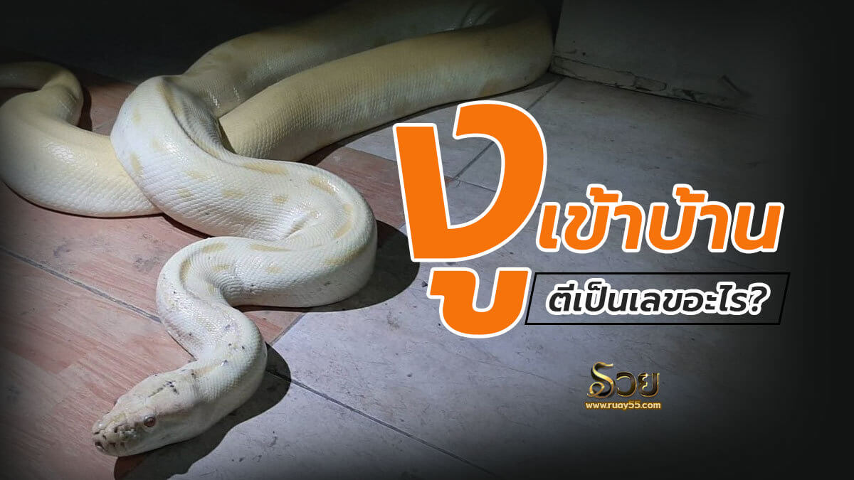 งูเข้าบ้าน